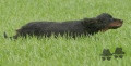 Pedigree SIDNEY DES QUASARS Pedigree SIDNEY DES QUASARS